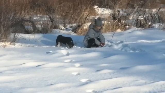 Мы с доченькой выгуливаем щенка. Чара гоняет рябчиков. Разглядели клеймо на шее собаки (цифра "2"). смотреть онлайн