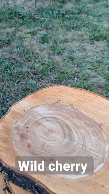 редкие спилы дикой вишни . #спилдеревьев #древесина #вишня #дикаявишня