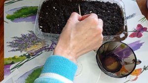 СЕДУМ ИЗ СЕМЯН.ПОСАДКА #седум#седумизсемян#посадка#посадкаседума#седумвыращивание#суккуленты#