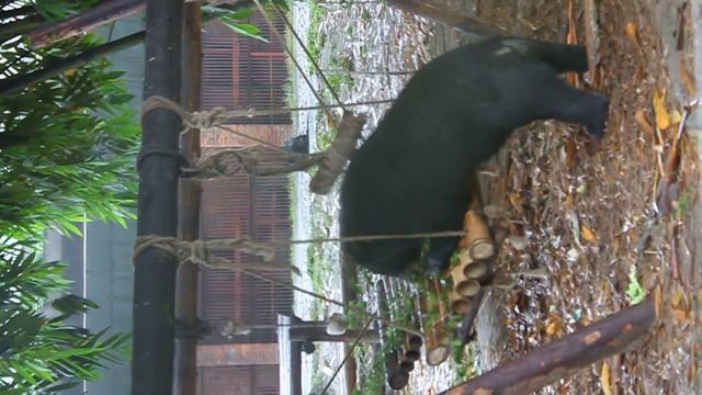 Rescued Moon Bears - 15 смотреть онлайн