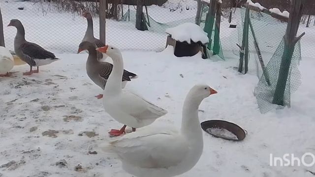 Обзор хозяйства! смотреть онлайн