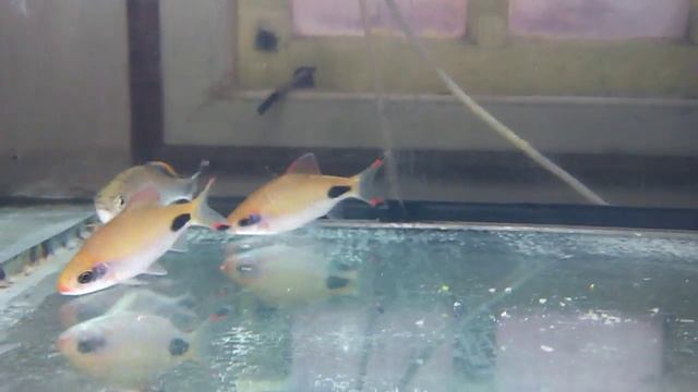 Dawkinsia assimilis & Barilius canarensis смотреть онлайн