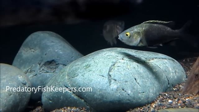 Rare Fish critically endangered Myaka myaka cichlid смотреть онлайн