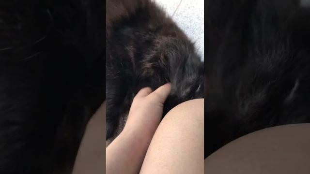 Кошка умерла смотреть онлайн