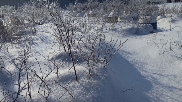 Голубика зимой в контейнерах смотреть онлайн