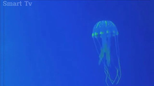 Fakta Unik Ubur Ubur Kotak I Sangat Berbahaya #SmartTv смотреть онлайн