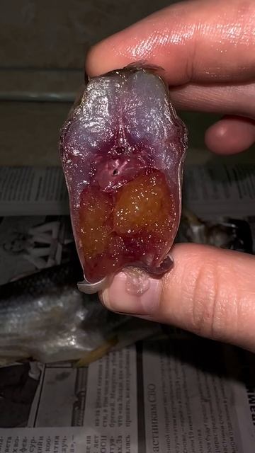 Шамайка Царская рыба 👍 смотреть онлайн