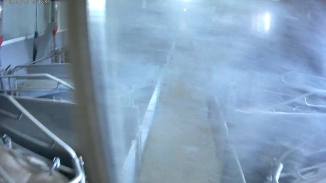 Опорос свиноматок!где происходит опорос!