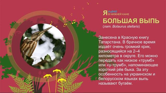 Большая выпь (Botaurus stellaris) - голос смотреть онлайн