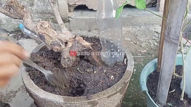 3 CARA MUDAH MEMBUAT SISTEM IRIGASI TETES DARI BOTOl BEKAS смотреть онлайн