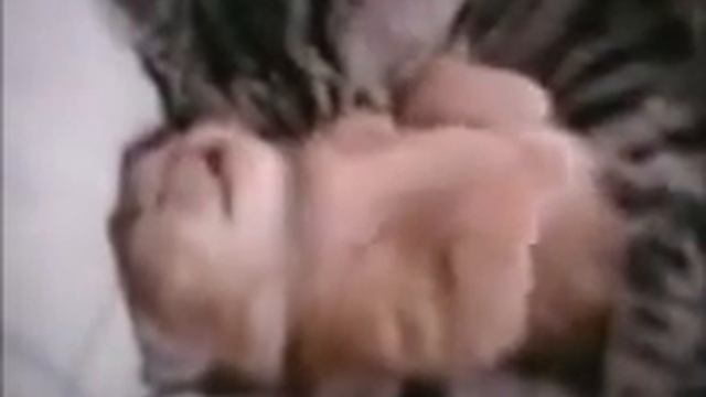 КОШКА МАМА ОБНИМАЕТ СВОЕГО КОТЕНКА.wmv смотреть онлайн