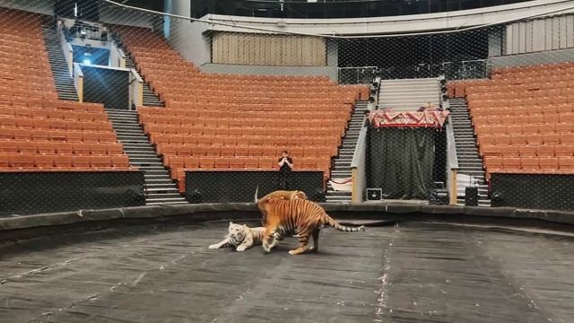 «Старшенькие гуляют» (ТигроМания Tigromania)