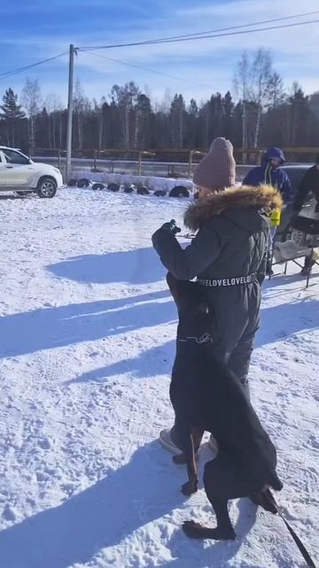 Дрессировка Доберман #Доберман #собака