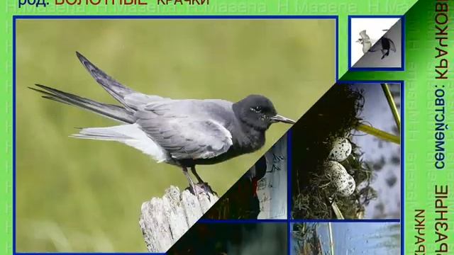 Крачка болотная. 2 часть. Голоса птиц смотреть онлайн