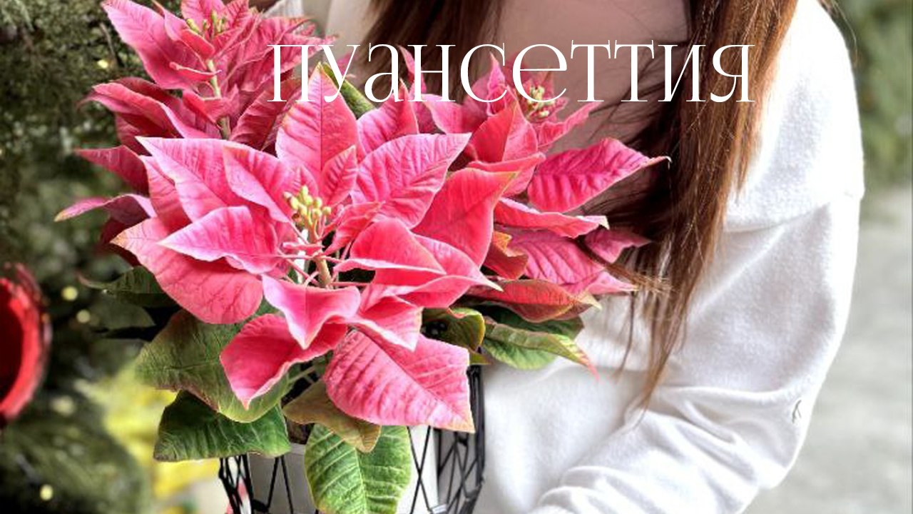 Пуансетия из полимерной глины МК