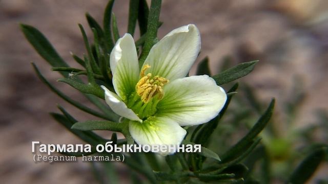 Гармала обыкновенная смотреть онлайн