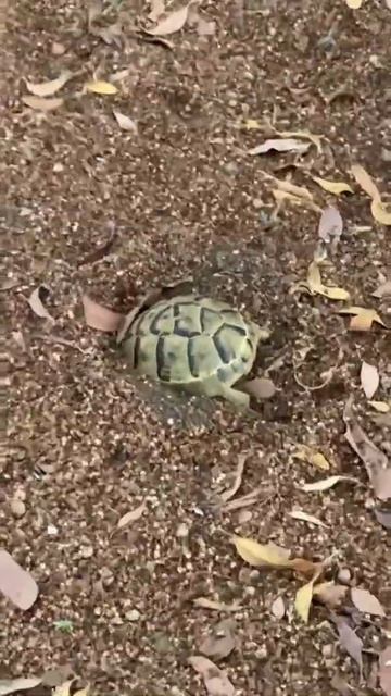 Egyptian Tortoise burrowing behavior#tortoise#shorts смотреть онлайн