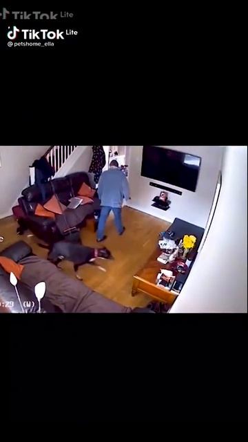 очень трусливый пёс #Shorts смотреть онлайн