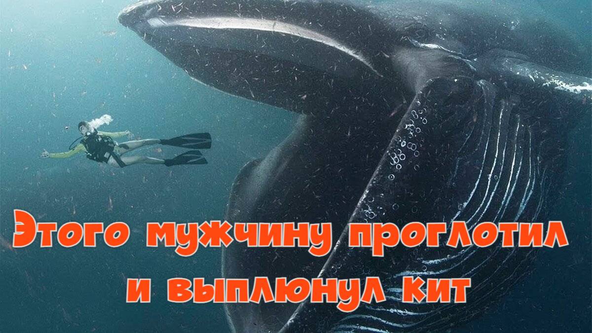 Этого мужчину проглотил и выплюнул кит смотреть онлайн
