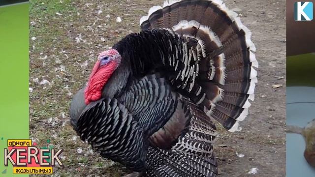 ҚҰС ЕТІНІҢ ПАЙДАСЫ / СИЫР ҚОЙ ЕТТЕРІМЕН ДЕҢГЕЙЛЕС