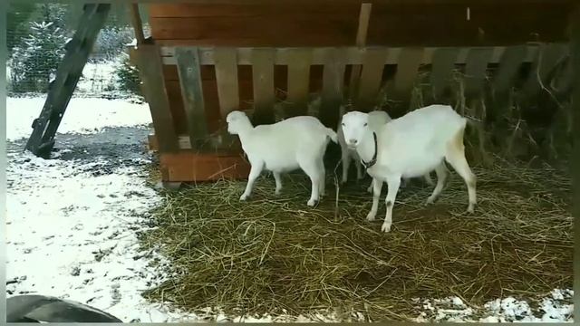 Иволга смотреть онлайн