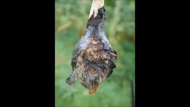 How Do Bananas Grow Without Seeds? смотреть онлайн