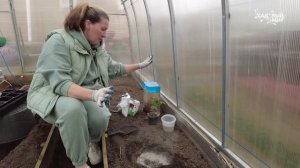 ПОСАДКА ТОМАТОВ В ТЕПЛИЦЕ - СХЕМА РАЗМЕЩЕНИЯ ПО ДВА КОРНЯ В ЛУНКУ В ТЕПЛИЦЕ 3х6