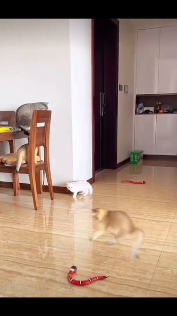 cats fear of worms #shorts#cat#worms#fear# смотреть онлайн