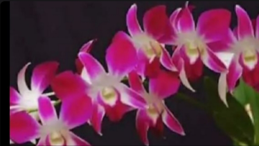 Реанимация дендробиума фаленопсиса с 100% результатом Часть 2