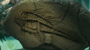 Piranha 3D [Full HD 1080p]