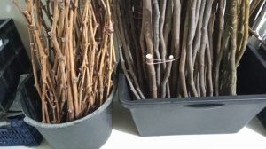 Скидки! + Обзор хранения черенков и саженцев.Тел,WhatsApp и Telegram : 8-918-43-794-43