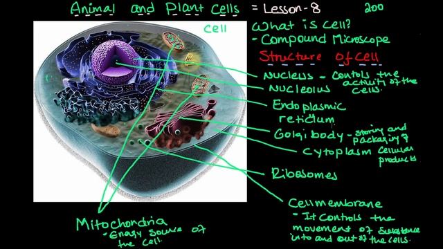Plant Cell and Animal Cell | ክፍል 7 смотреть онлайн