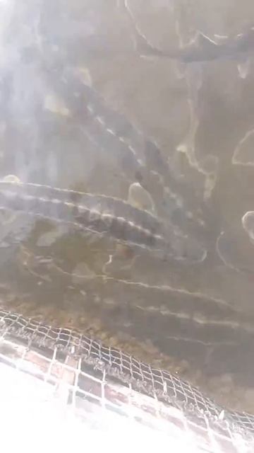Астраханский белуга смотреть онлайн