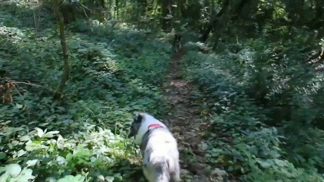 Amazing Shetland and Border collie - Meet Annie & Marnie смотреть онлайн