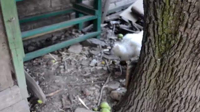 Трусливый гусь смотреть онлайн