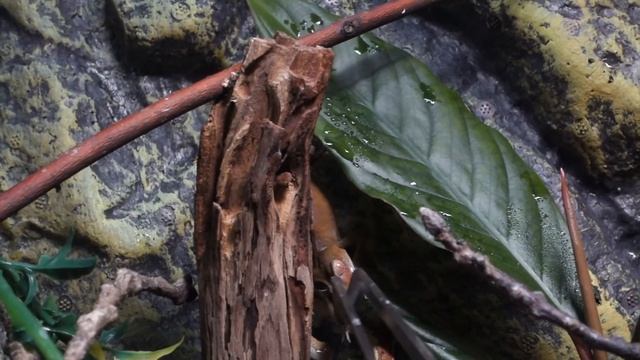 Satanic Leaf Tailed Gecko feeding (Uroplatus Phantasticus) смотреть онлайн