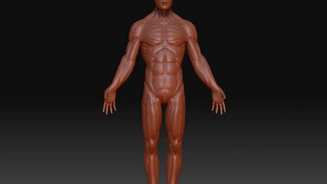 organic modelling anatomy guy turntable смотреть онлайн