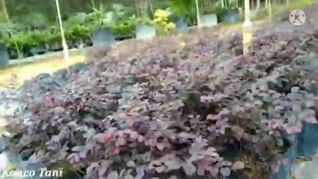 Cara Menanam loro pitalum смотреть онлайн