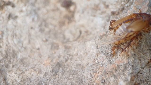 Pheidole Pallidula el ejercito letal! смотреть онлайн