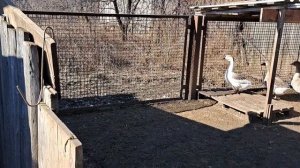 Как я сделал гнёзда для гусей.