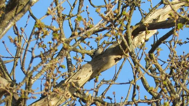 Lesser spotted Woodpecker смотреть онлайн