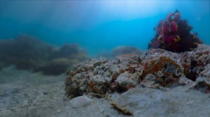 Тайная жизнь животных 6 серия «Искусство обмана» (документальный сериал, 2024)