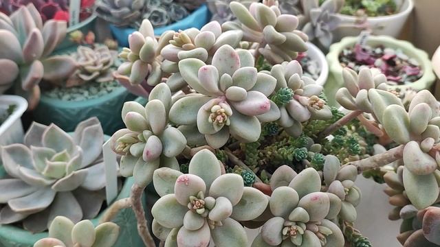 Завалило снегом, суккуленты зимой в теплице смотреть онлайн