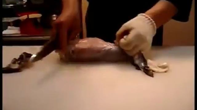 A Very Special HulkaMatt Fugu Moment смотреть онлайн