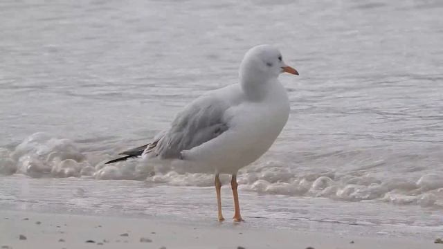 Slender-billed Gull, Gabbiano roseo (Chroicocephalus genei) first winter смотреть онлайн
