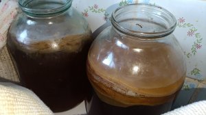 выращиваю сам с нуля чайный гриб комбуча SCOBY медуза из ссср. весь технологический процесс за месяц