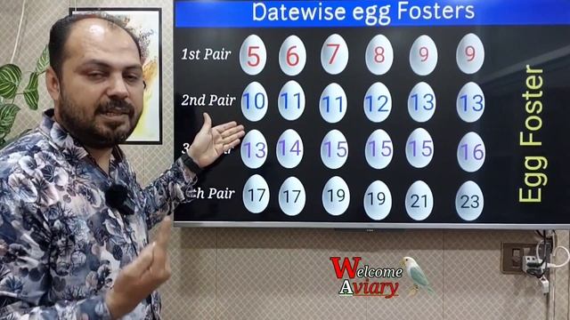 Very important video for new fancier's ll Welcome Aviary Official смотреть онлайн