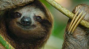 Тайная жизнь животных 7 серия «Заведение друзей» (документальный сериал, 2024)