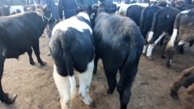 BOG'DOD CHORVA BOZORI NARXLARI.  LAYK BOSISHNI UNUTMANG.