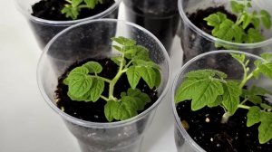 Мощная рассада томатов без подсветки, вот в чем мой секрет!